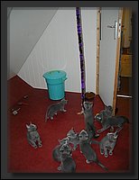 05 - Russisch Blauw Kittens Nicolaya's Cattery.JPG